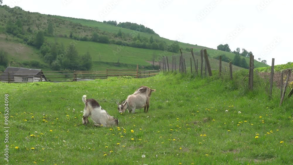White goat grazes green grass at the meadow, sunny day White goat grazes green grass at the meadow, sunny day