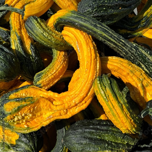 yellow and green squash