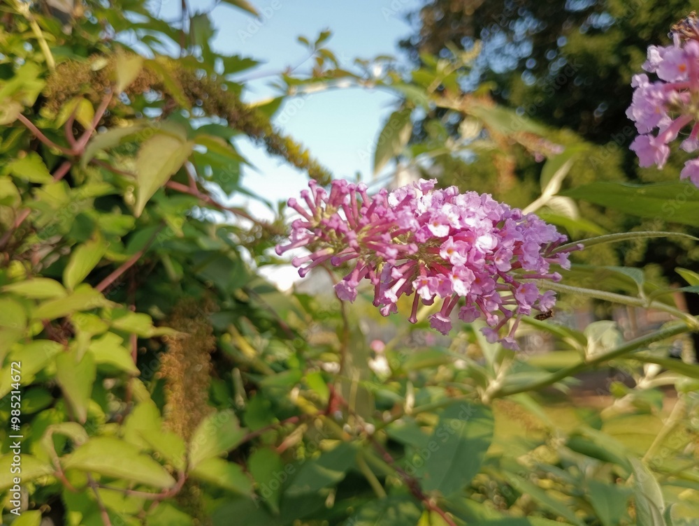 Buddleja davidii, also known as summer lilac, butterfly-bush, or orange eye, is a flowering shrub renowned for its fragrant, colorful blooms and its ability to attract butterflies Buddleja davidii, also known as summer lilac, butterfly-bush, or orange eye, is a flowering shrub renowned for its fragrant, colorful blooms and its ability to attract butterflies