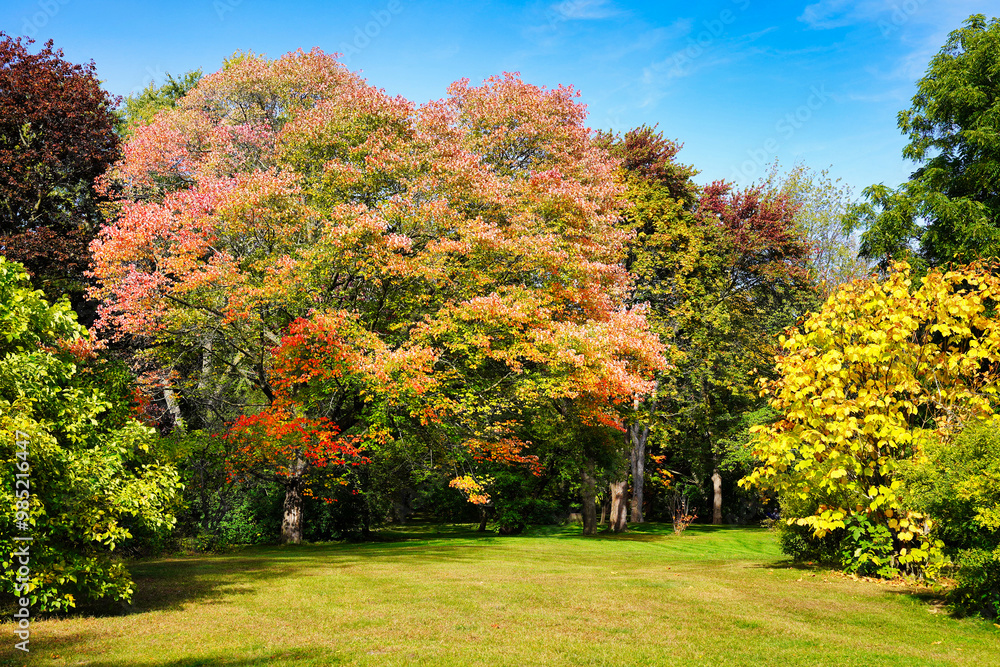 Naklejka premium Autumn brings the colours of the fall, ranging from red,orange to yellow seen here in the picturesque Dominion Arboretum gardens in Ottawa,Ontario,Canada