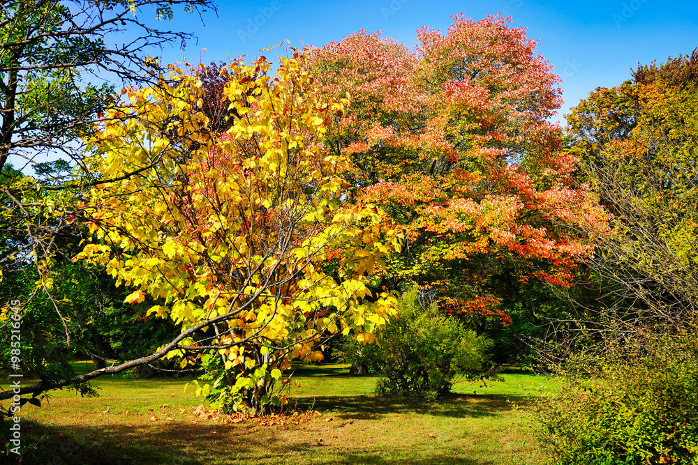 Canadian Autumn and Fall colours, ranging from red,orange to yellow seen here in the picturesque Dominion Arboretum gardens in Ottawa,Ontario,Canada Canadian Autumn and Fall colours, ranging from red,orange to yellow seen here in the picturesque Dominion Arboretum gardens in Ottawa,Ontario,Canada