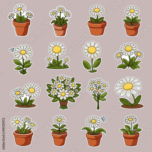 Set of blooming daisy flower