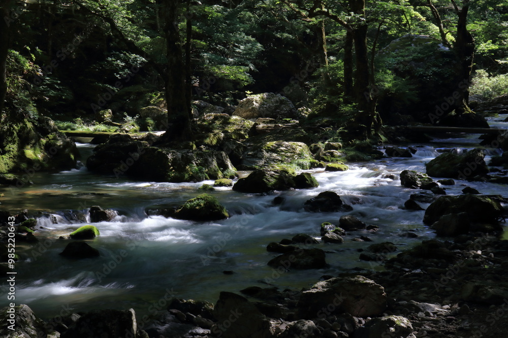 Obraz premium 小田深山渓谷 清流に差し込む木漏れ日 夏 (愛媛県）