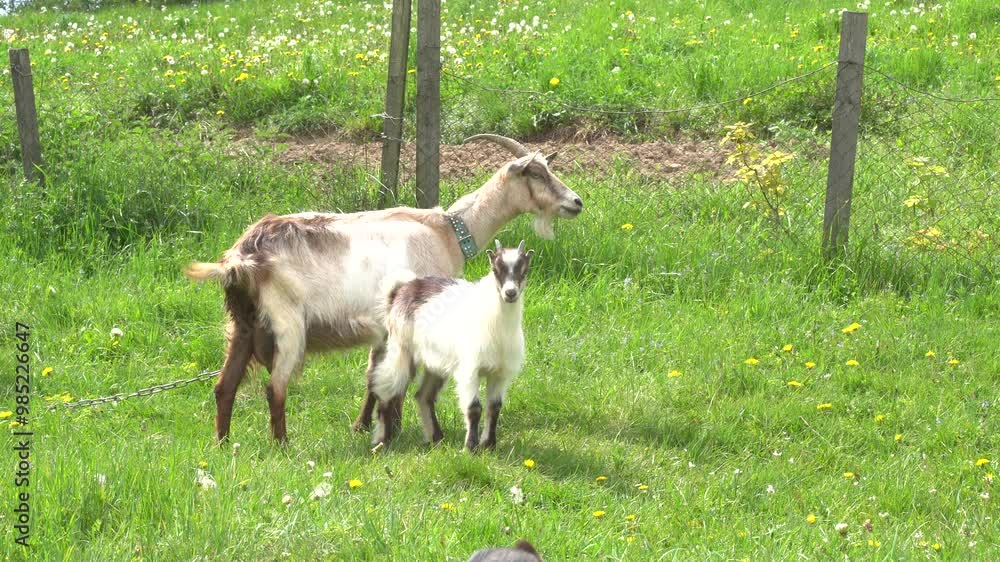 White goat grazes green grass at the meadow, sunny day White goat grazes green grass at the meadow, sunny day