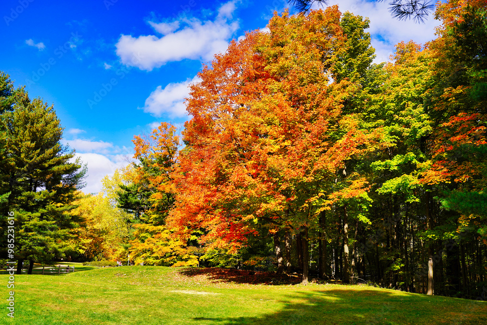 Naklejka premium Stunning range of fall colours from orange to yellow lend a painting like quality to the woods and hiking trails inside the beautiful Gatineau Park,Quebec,Canada