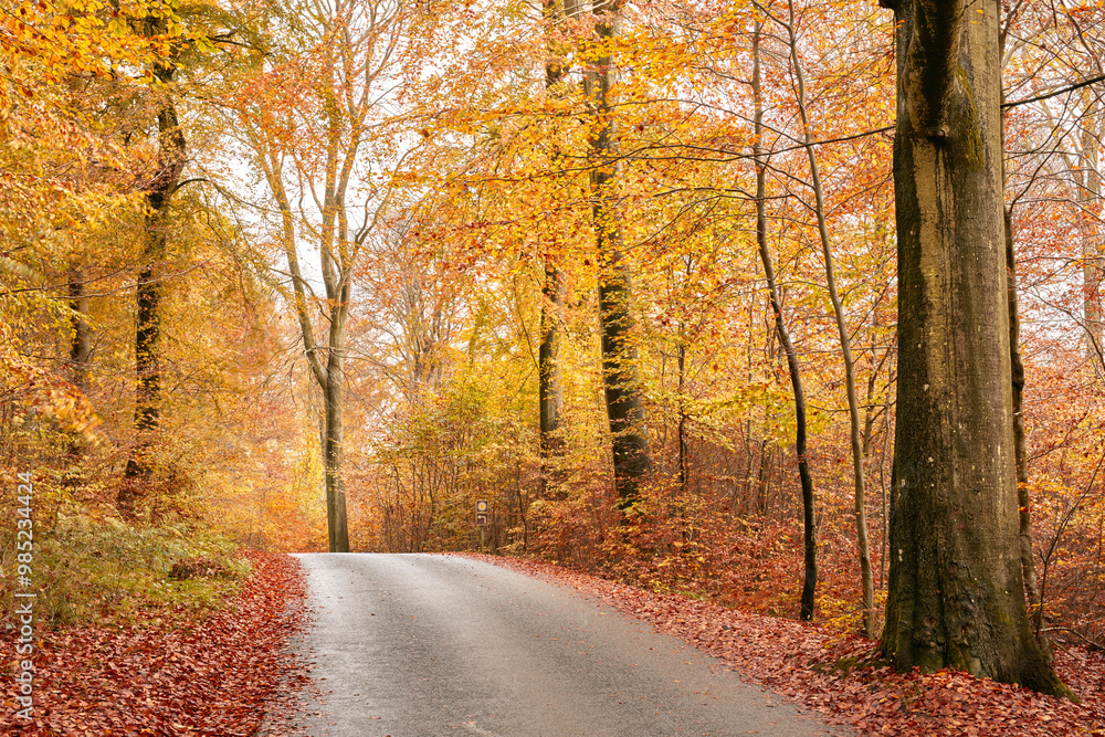 Autumn, season and trees with leaves in park, field or garden for outdoor landscape environment. Nature, Marselisborg forest and golden plants for fall weather in woods at countryside in Denmark. Autumn, season and trees with leaves in park, field or garden for outdoor landscape environment. Nature, Marselisborg forest and golden plants for fall weather in woods at countryside in Denmark.