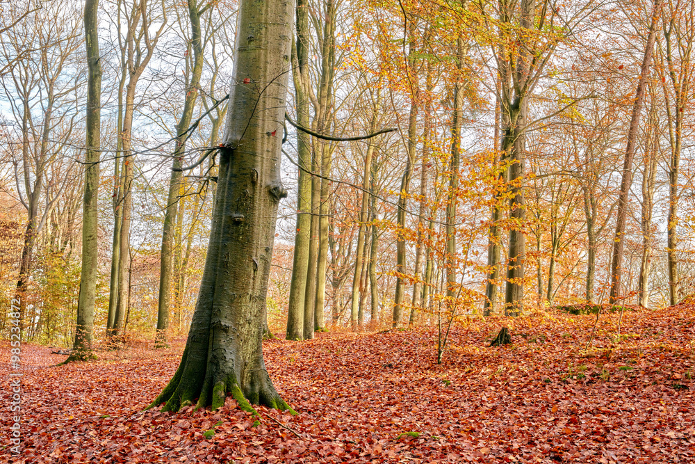 Fall season, nature and trees with leaves in park for outdoor, conservation or landscape environment. Weather, Marselisborg forest and golden plants for Autumn in woods at countryside in Denmark. Fall season, nature and trees with leaves in park for outdoor, conservation or landscape environment. Weather, Marselisborg forest and golden plants for Autumn in woods at countryside in Denmark.