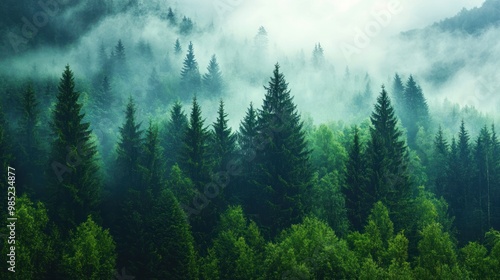 Misty Forest Landscape