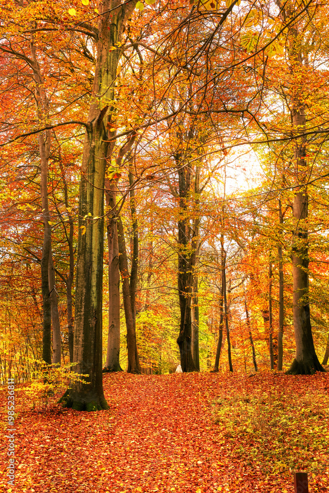 Obraz premium Autumn, nature and trees with plants in park, field or garden for outdoor landscape environment. Weather, Marselisborg forest and golden leaves for fall season in woods at countryside in Denmark.