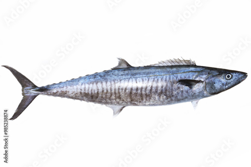 narrow-barred Spanish mackerel (Scomberomorus commerson) fresh market fish in white background