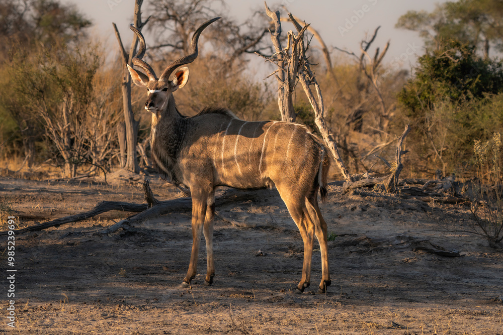 Male Kudu isolated with Botswana wilderness in the background seen on an African safari Male Kudu isolated with Botswana wilderness in the background seen on an African safari