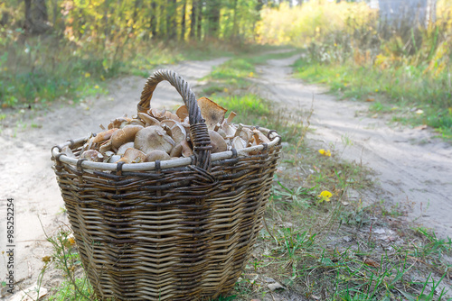 A basket of mushrooms on a forest dirt road. Selective focus