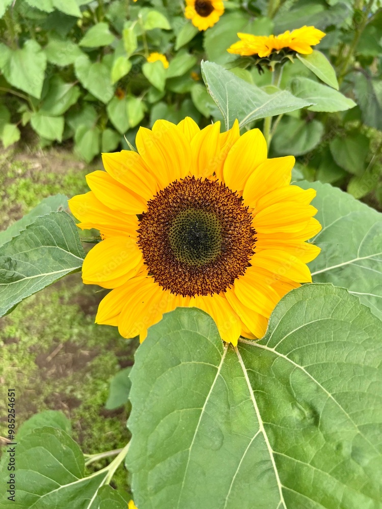 Obraz premium sunflower