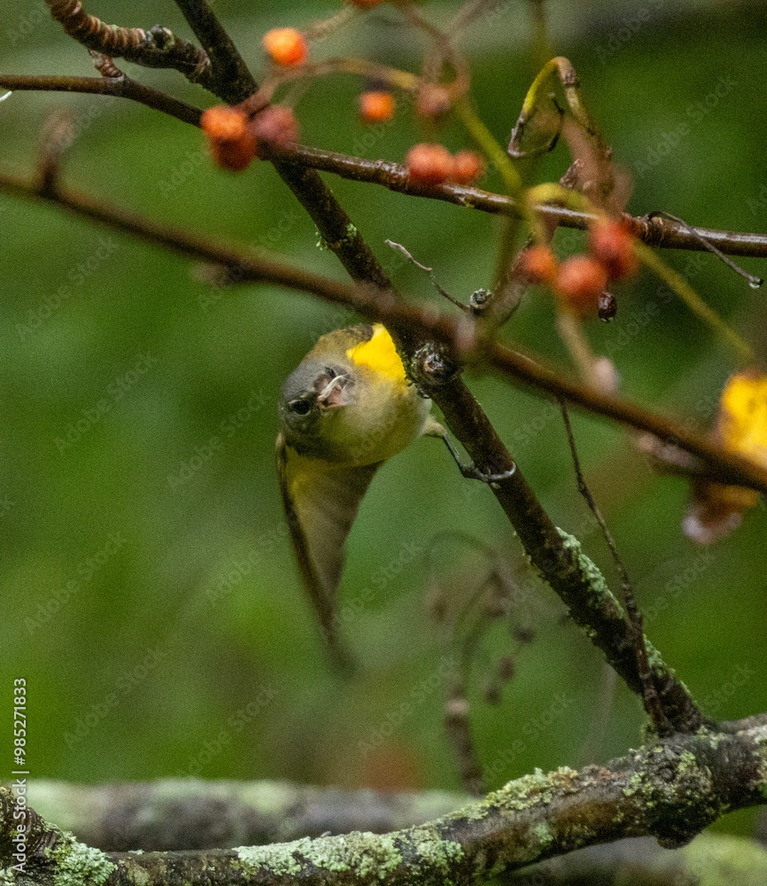Obraz premium American Redstart bird in a tree with berries looking right at you.