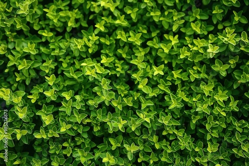 Close-up of bright green foliage on a dense bush hedge. Leafy shrub with vibrant texture. Lush garden landscape with green plants. Growth and foliage on a natural garden feature.