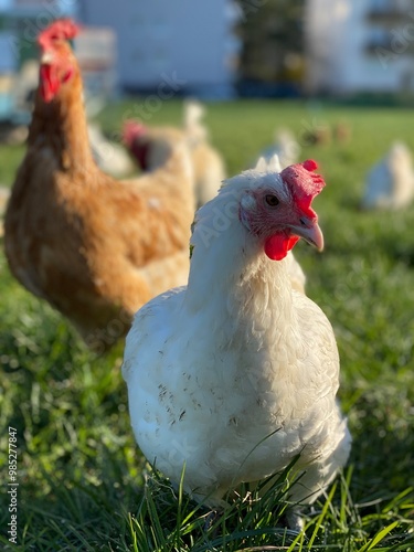 A close-up shot of a brown hen standing on a grassy field. The hen’s bright red comb and wattles stand out against its brown feathers, which glisten in the sunlight. The background is softly blurred,  photo