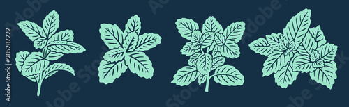 Realistic Mint Leaves or Mint Leaf Peppermint, for  Mint Flavour Herb Botanical in Vector Illustration
