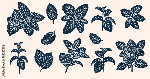 Realistic Mint Leaves or Mint Leaf Peppermint, for  Mint Flavour Herb Botanical in Vector Illustration