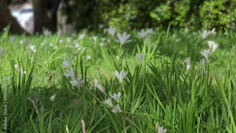 Three-cornered garlic flowers swaying in the wind. Three-cornered garlic flowers swaying in the wind.