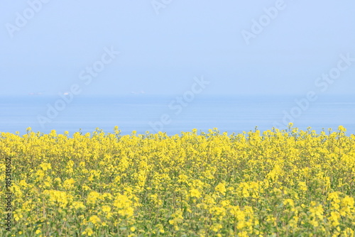 海を背景に菜の花が咲く