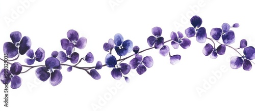 Violet blooms against a white backdrop photo