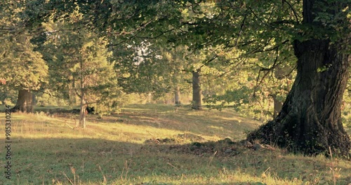 4K beautiful old tree in Nature reserve in Skövde Billingen Sweden photo