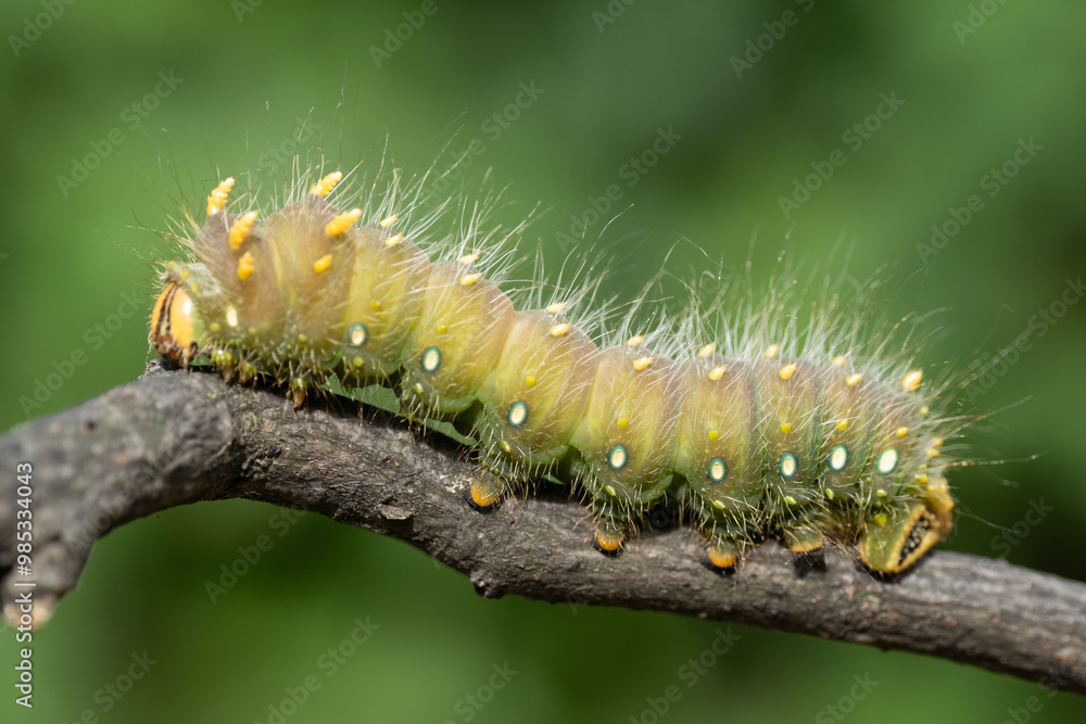 Large Green Imperial Moth Caterpillar crawling on stick with green background Large Green Imperial Moth Caterpillar crawling on stick with green background