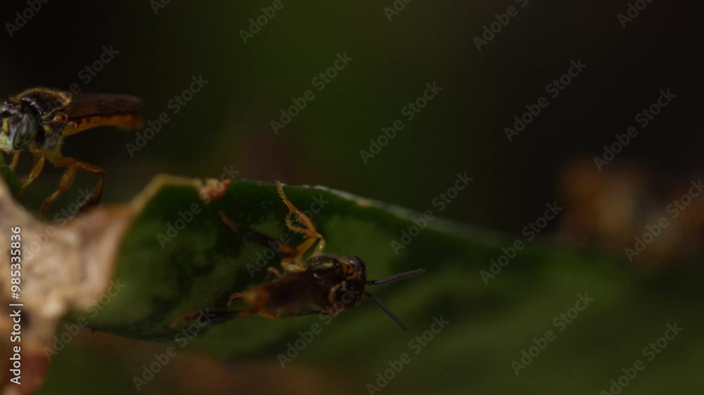 Stingless bees on leaf, Tetragonisca angustula Stingless bees on leaf, Tetragonisca angustula