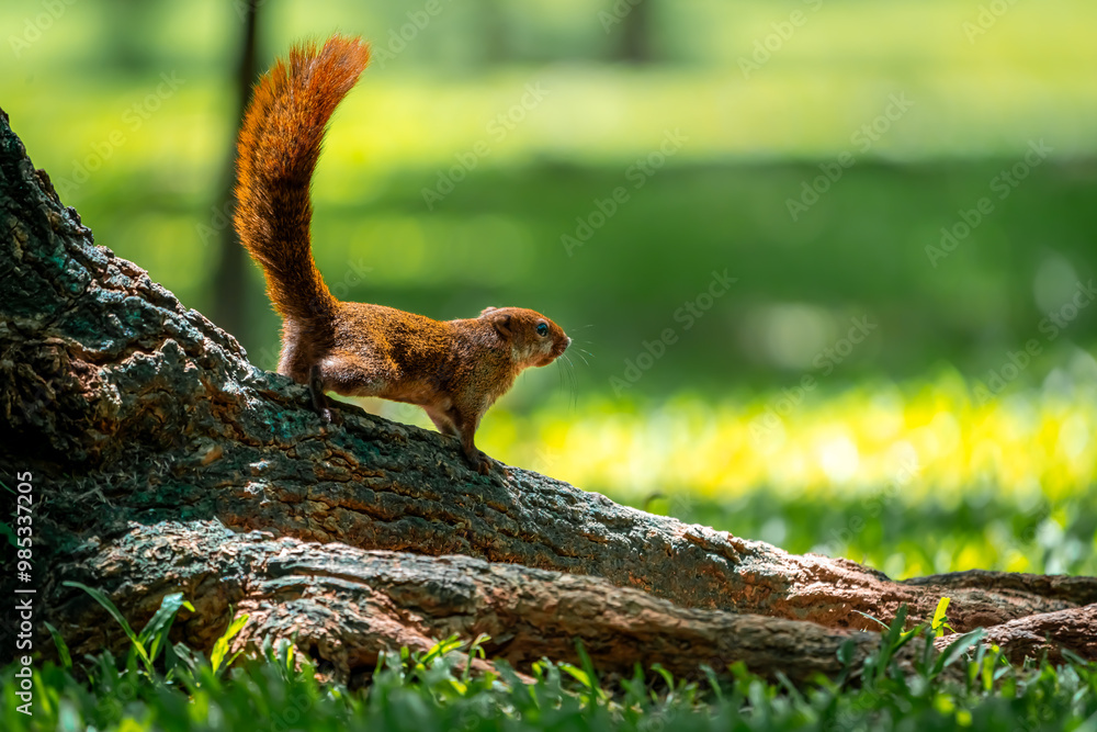 Fototapeta premium squirrel in the forest
