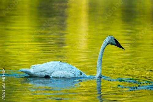 Trumpeter Swan photo