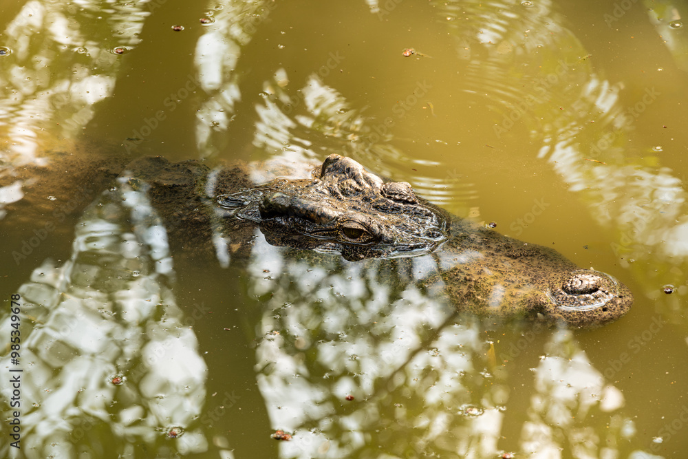 Crocodile in the river and the body of the crocodile is partially submerged. The crocodile poked its head into the river. Concepts about wildlife and environment Crocodile in the river and the body of the crocodile is partially submerged. The crocodile poked its head into the river. Concepts about wildlife and environment