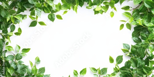 Green leaves frame a white background, perfect for adding text or images.