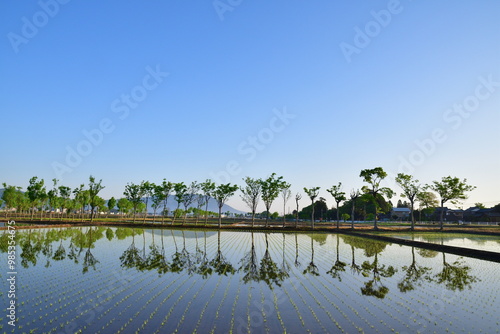 夏井のはさ木（新潟県） photo