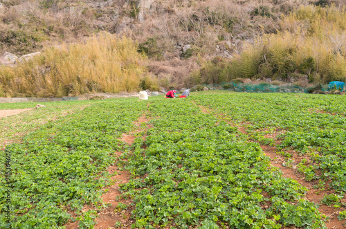 Yeosu-si, Jeollanam-do, South Korea - April 8, 2013: Bangpung(Silver Divaricata) field in spring at Geumodo Island photo