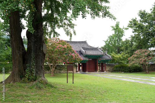 Jeonju-si, Jeollabuk-do, South Korea - October 15, 2013: Giant ginkgo tree at Jeonju Hyanggyo of Jeonju Hanok Village photo