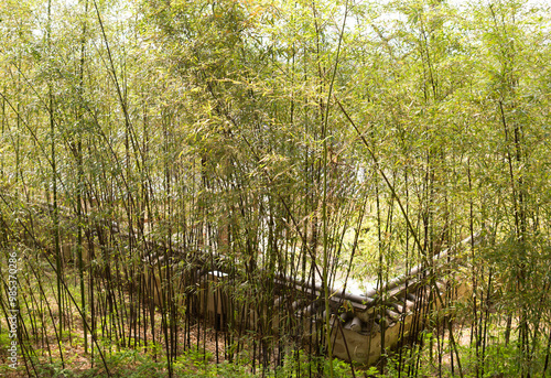 Black Bamboo(Phyllostachys nigra) at Ojukheon House near Gangneung-si, South Korea photo