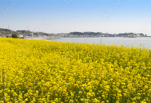 Yellow rapeseed field in spring with the background of Jukbyeon Port near Uljin-gun, South Korea photo