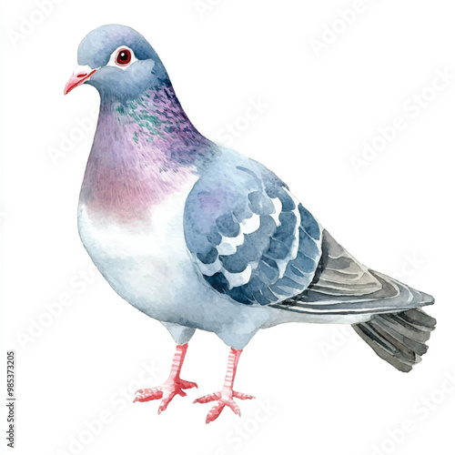 Pigeon watercolor clipart illustration isolated