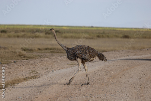 Masai Ostrich aka Common Ostrich at Amboseli National Park photo