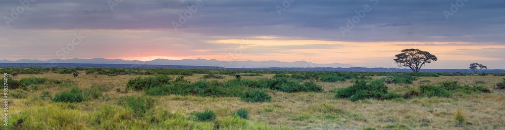 Sunrise Panorama Acacia Tree Africa Sunrise Panorama Acacia Tree Africa