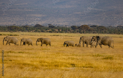 Herd of elephants with backdrop of African Savanah photo