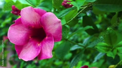 Vibrant Violet allamanda flowers in a garden moved by the natural wind.