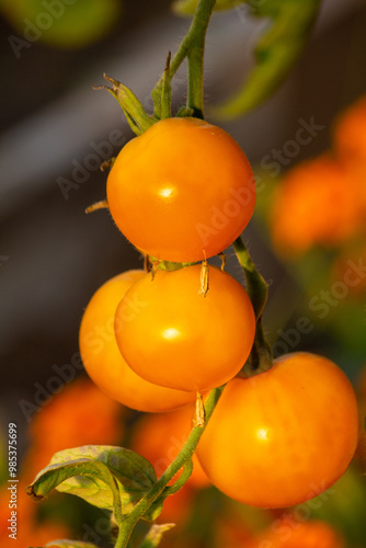 Yellow tomatoes in the greenhouse, abundant harvest in August