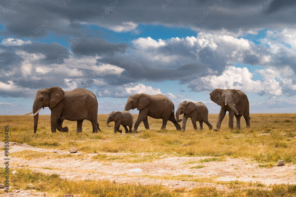 Fototapeta premium Family of elephants on ladscape at Amboseli