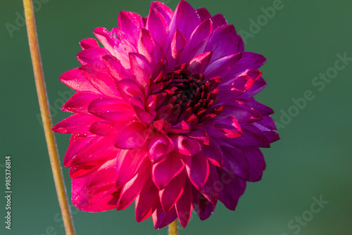Rye flower-purple dahlia, in beautiful bloom with dew drops on a green background.