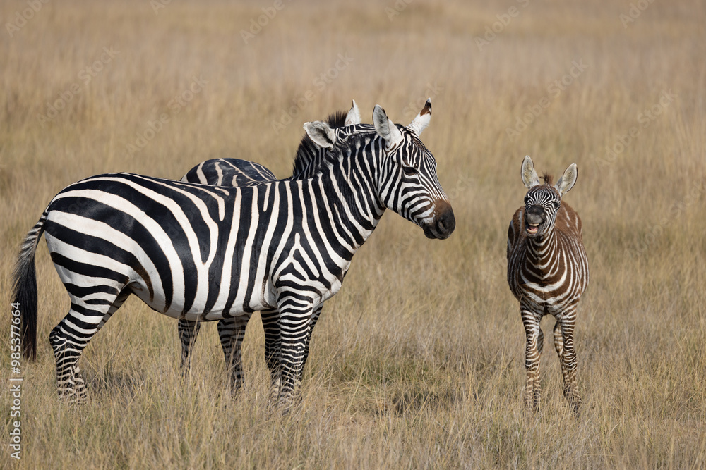 Common Zebra with Baby posing at Amboseli Common Zebra with Baby posing at Amboseli