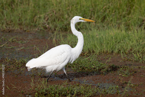 Egret at Amboseli National Park