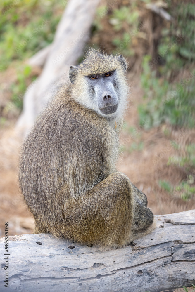 Olive Baboons with Baby and Young ones Amboseli Olive Baboons with Baby and Young ones Amboseli