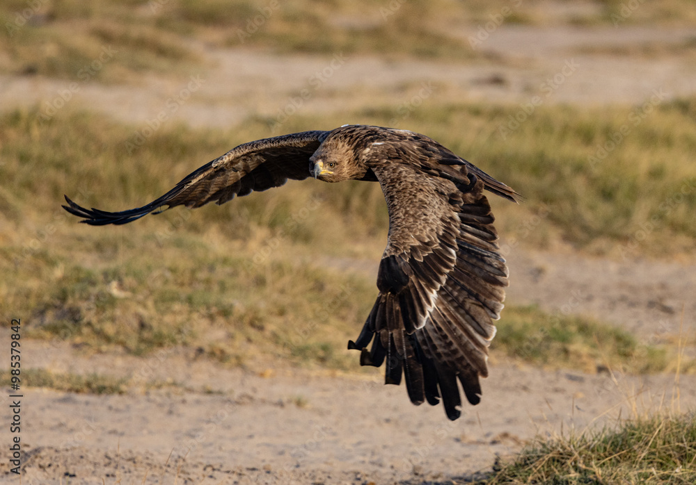 Fototapeta premium Tawny Eagle in flight iin Amboseli National Park