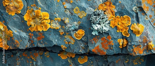 Vibrant Lichens on Rugged Rock Surface photo